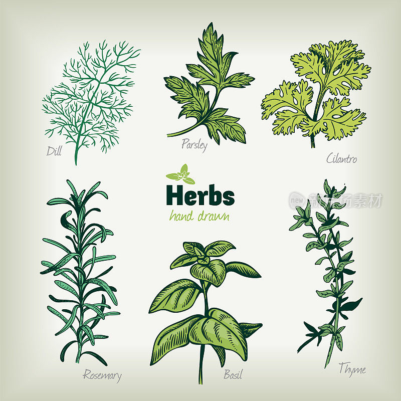 Culinary herbs vector hand drawn illustration